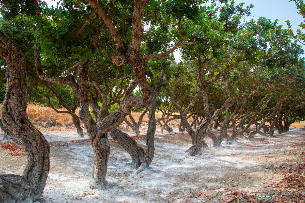 An orchard of mastic trees on the island of Chios